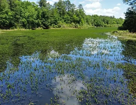 A dense bed of green aquatic plants covering the surface of a calm river or lake.