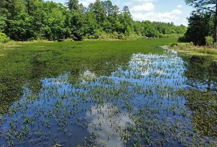Pond covered with dense aquatic weeds and vegetation, highlighting excessive plant growth that may require professional pond and lake management.