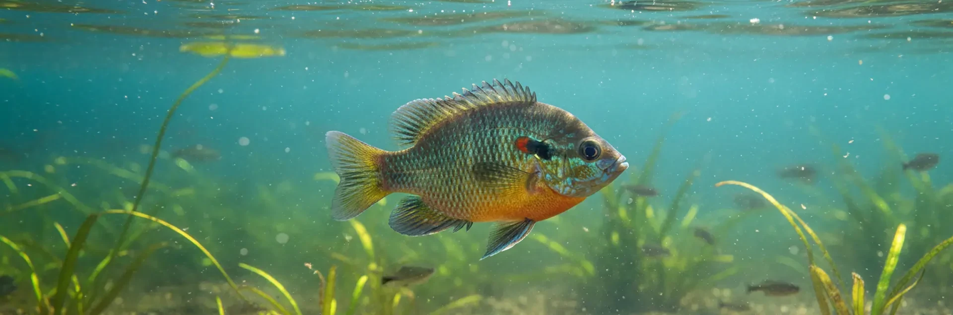 Healthy bluegill fish swimming in clear pond water with aquatic vegetation, representing a balanced freshwater ecosystem and successful fisheries management.