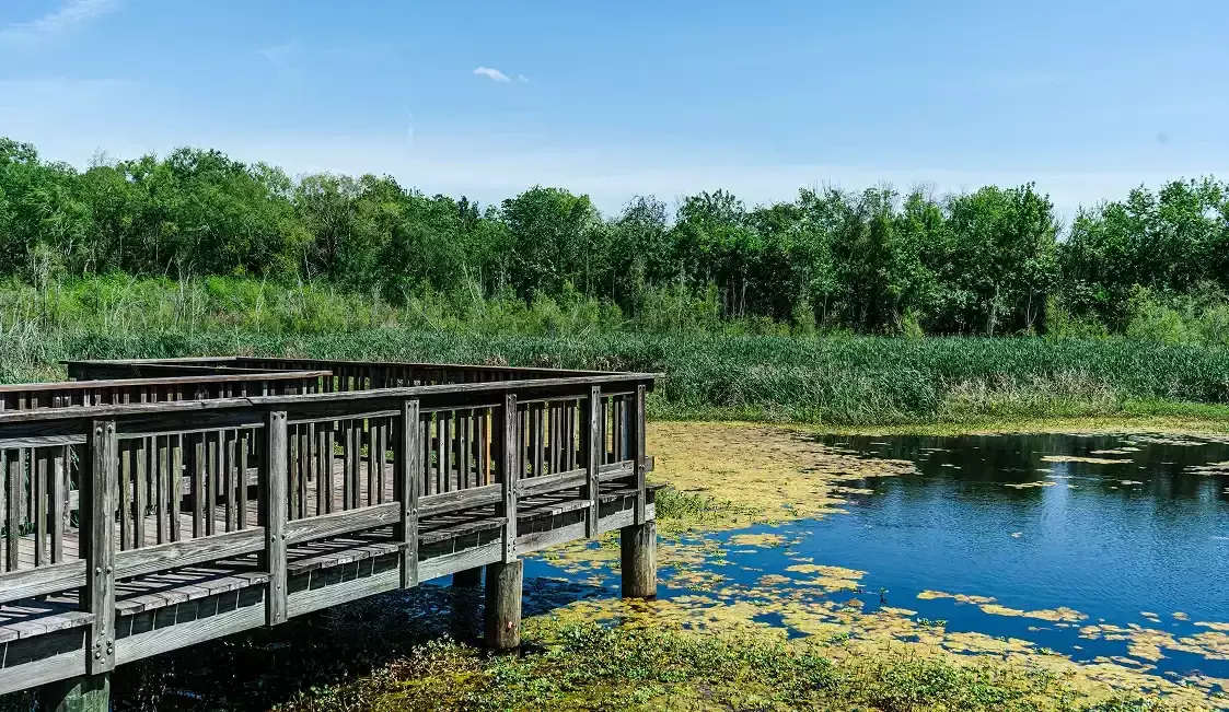 Wooden boardwalk extending over a marshy wetland with green trees and blue sky in the background.